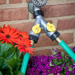 An outdoor water faucet with a Y-connector splitting the flow into two green garden hoses, surrounded by blooming red and purple flowers.