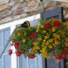 A colorful hanging flower basket is being watered by a black and yellow watering can against a backdrop of a stone-faced house with windows.