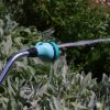 A garden hose with a turquoise nozzle is spraying water on a sunny day, surrounded by green plants with silvery foliage in the background.