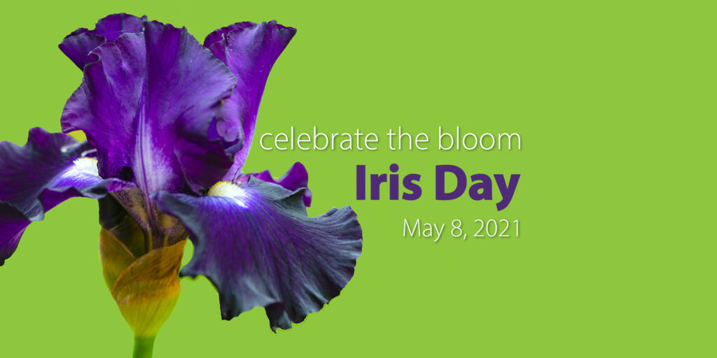 This image features a vibrant purple iris against a green background with text commemorating "Iris Day" on May 8, 2021, encouraging celebration of the bloom.