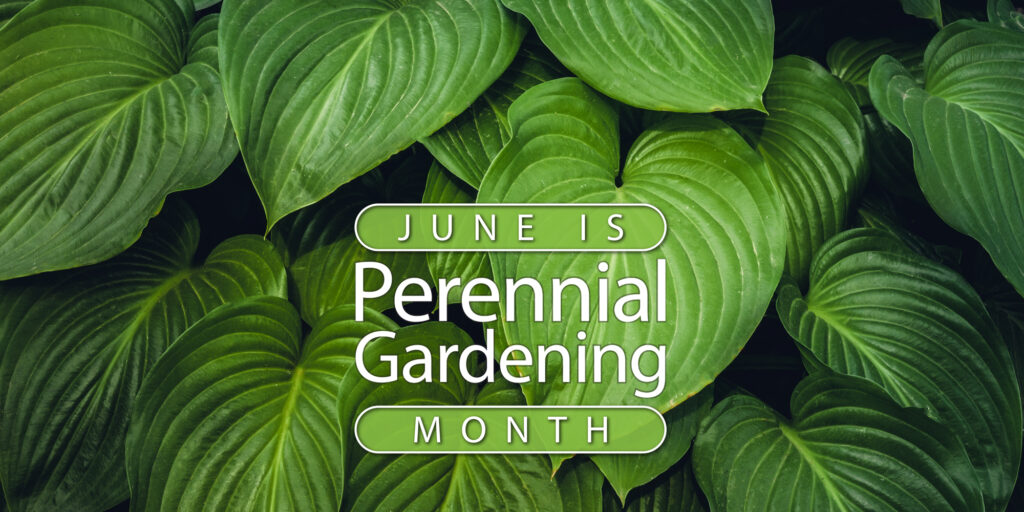 The image features a banner that reads "June is Perennial Gardening Month," set against a background of lush green hosta leaves.