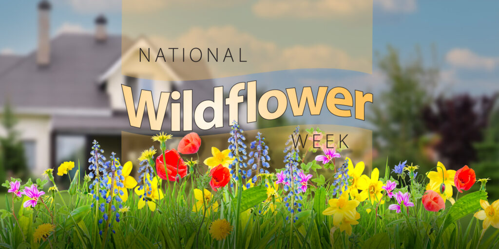 This is a vibrant image with "National Wildflower Week" text superimposed over a colorful meadow of wildflowers in front of a house with a blue sky.