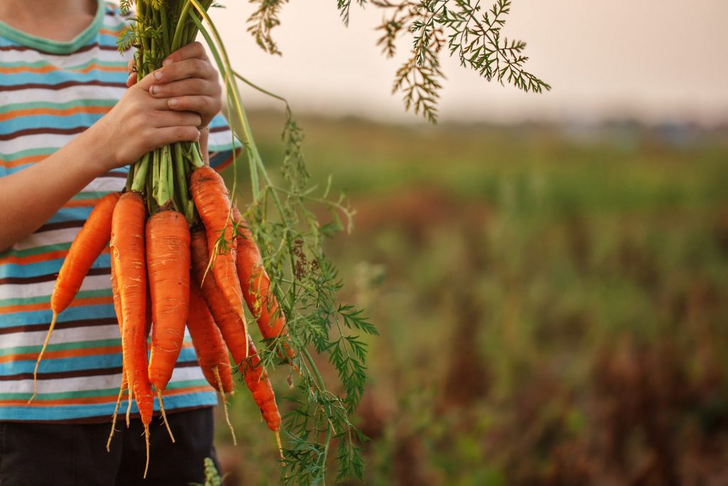 Freshly picked carrots from farm