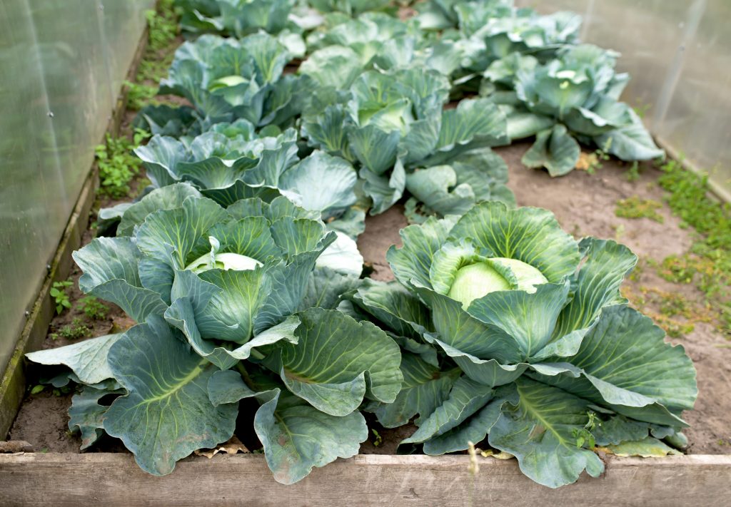 A greenhouse with rows of large, green cabbage plants growing in rich soil, their leaves fanning out and some cabbages beginning to form heads.