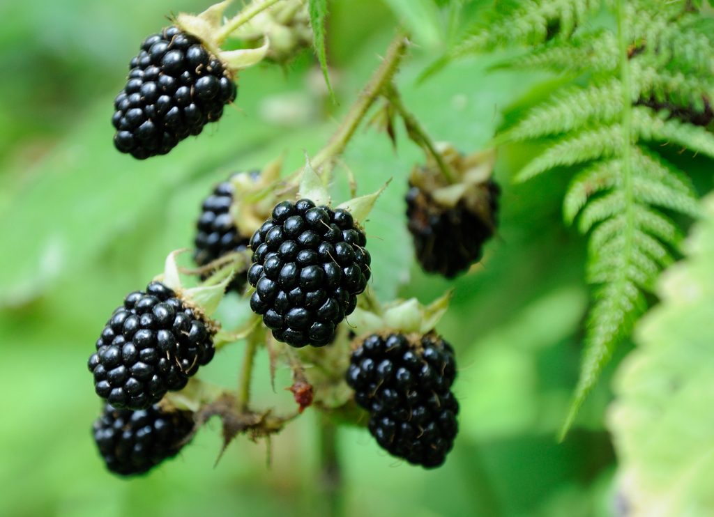 Blackberries hanging on bush