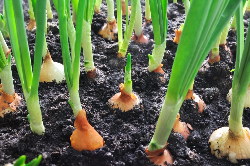 Onions growing in dark soil