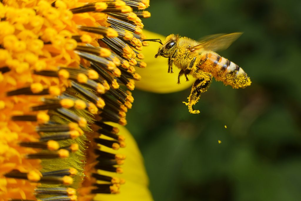 Honeybee pollinating sunflower