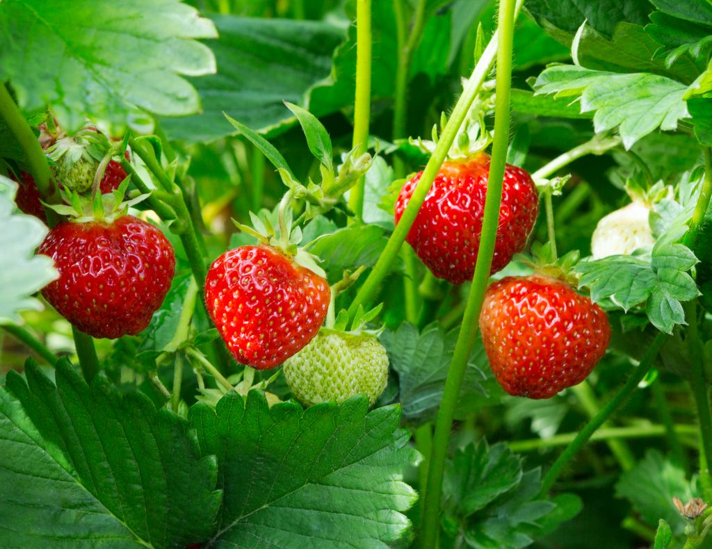 red strawberries hanging from strawberry bush