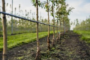 Young apple trees being held up by drip irrigation rigid hose