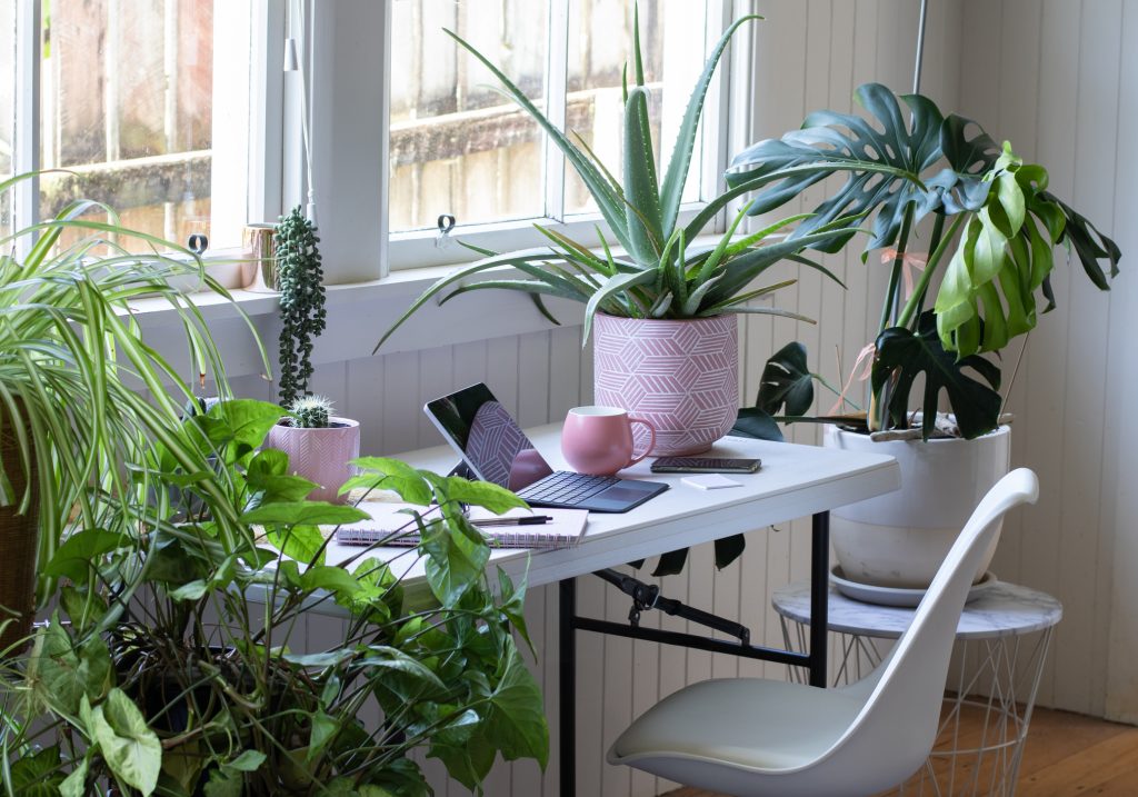 Indoor plants near a desk adding greenery and life to technology