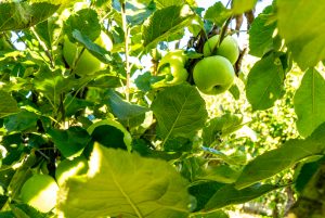 Green Apple Tree Cultivars – Selecting And Growing Green Apples