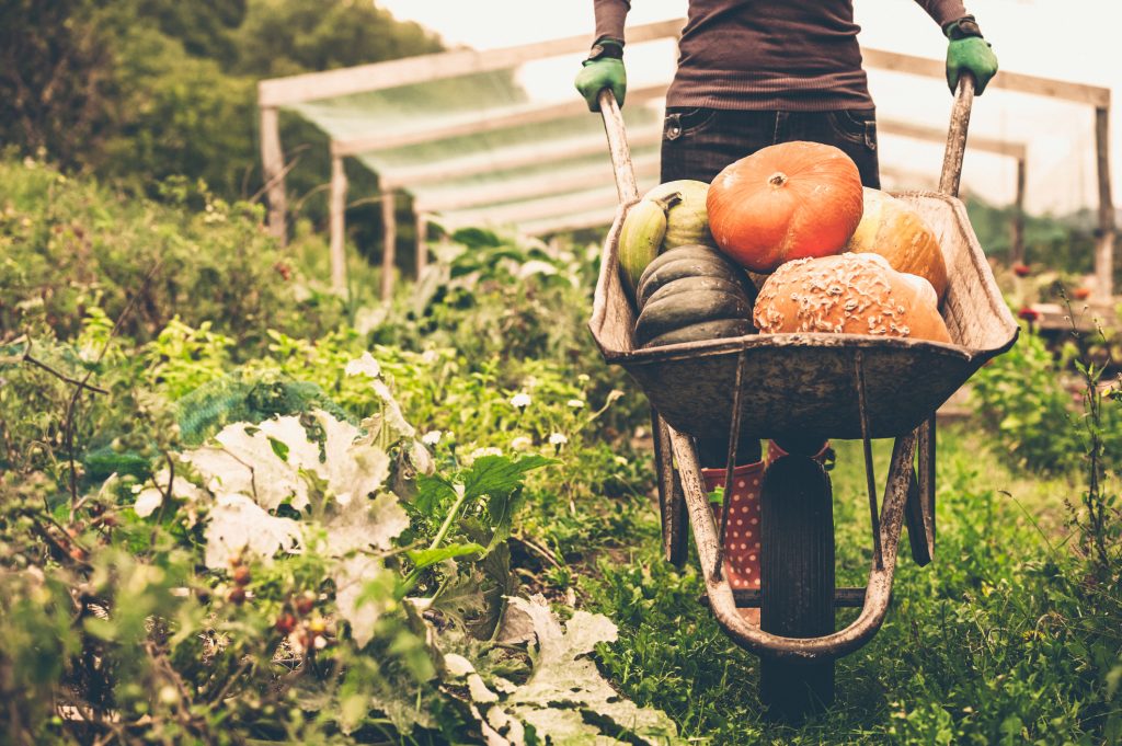 Woman pushing wheelbarrow full of pumpkins during fall gardening