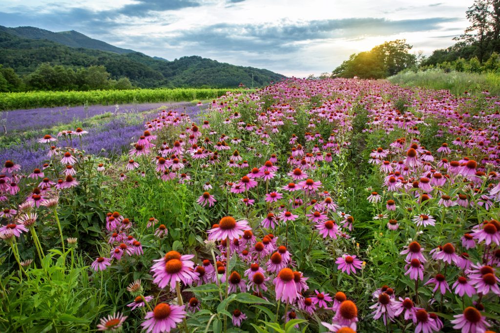 Echinacea growing near woodlands