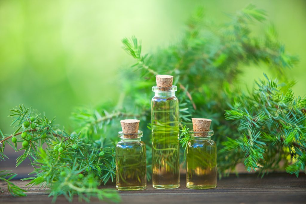 Tea Tree Oil in bottles in front of Tea Tree branches