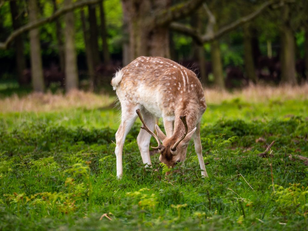 A fallow deer grazes in a lush green forest clearing, its spotted coat blends with the natural surroundings. The animal is bending its head down.