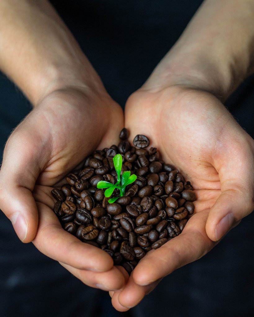 A person's cupped hands holding coffee beans with a small green plant sprouting in the center, symbolizing growth amidst the darkness of the beans.