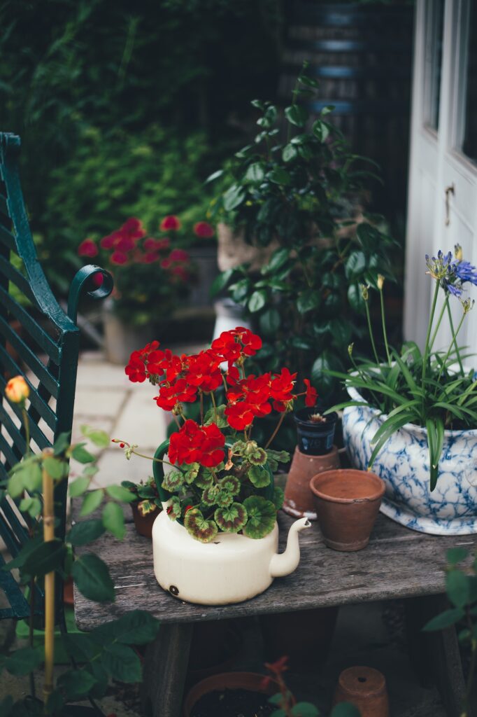 A quaint garden setup with a vibrant red geranium growing out of a white teapot, situated on a rustic wooden table among other potted plants.