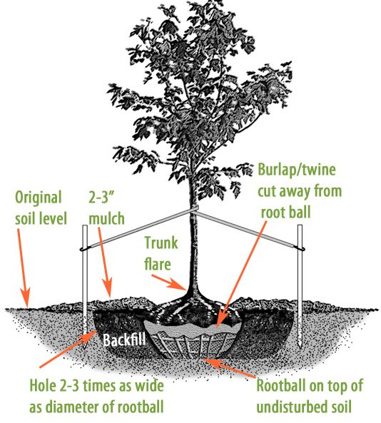 Essential Guide to Growing Young Trees & Shrubs – Melnor, Inc.