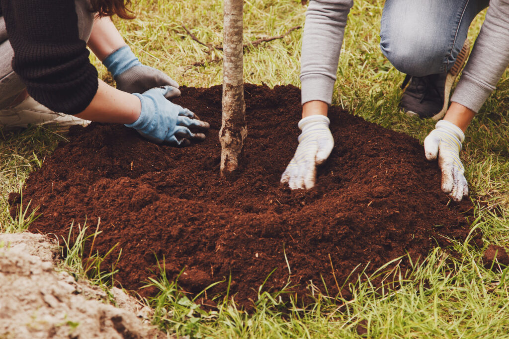 Two people are planting a tree, hands covered with gloves, pressing down soil around the young sapling, in a grassy outdoor area.