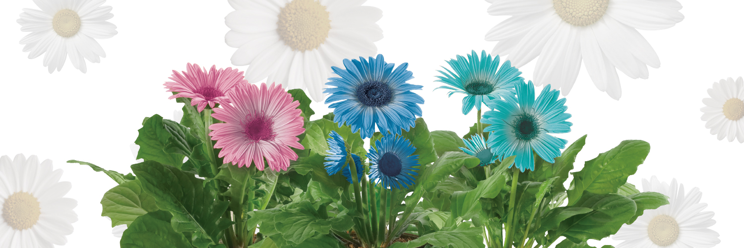 The image displays a variety of Gerbera daisies in colors pink, blue, and white with green foliage against a white background.