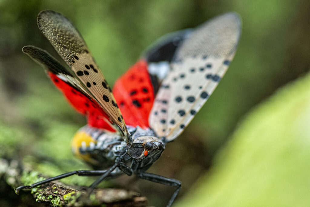 A colorful spotted lanternfly is perched on a green branch, displaying its wings which have a distinctive red, black, and white spotted pattern.