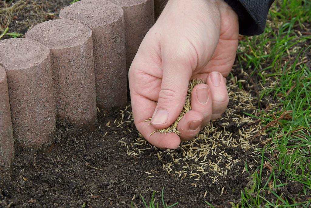 Hand putting grass seeds on soil