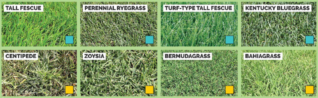 The image displays eight panels each with different grass types labeled: Tall Fescue, Perennial Ryegrass, Turf-Type Tall Fescue, Kentucky Bluegrass, Centipede, Zoysia, Bermudagrass, and Bahiagrass.