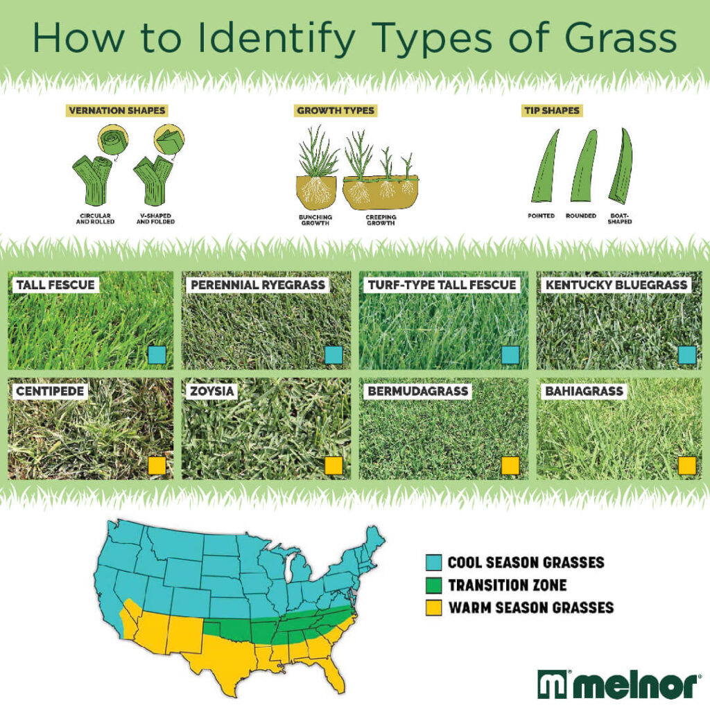 Types of Grass – Melnor, Inc.