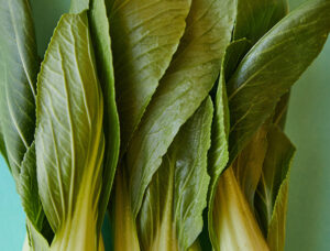 The image shows fresh bok choy leaves with vibrant green shades and prominent leaf veins, set against a soft green background. The focus is on healthy, leafy greens.