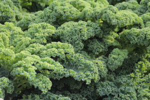 The image displays a close-up of lush, curly green kale leaves, showcasing the plant's vibrant texture and dense foliage typical of healthy leafy greens.