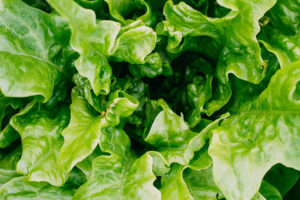 This image shows a close-up view of vibrant green lettuce leaves with ruffled edges and a glossy surface, likely indicating fresh, healthy, and edible greens.