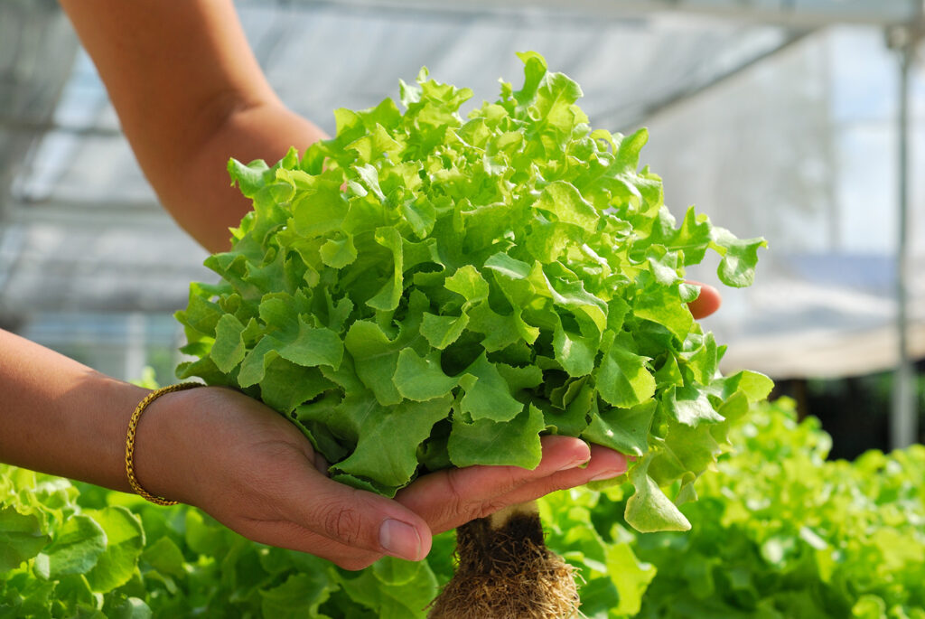 A person is holding a fresh head of green lettuce with roots in a greenhouse setting, suggesting a farm-to-table concept or sustainable agriculture practice.