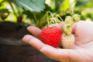 A person is holding ripe and unripe strawberries in their palm, with a strawberry plant leaf in the background, illustrating fresh produce harvest.