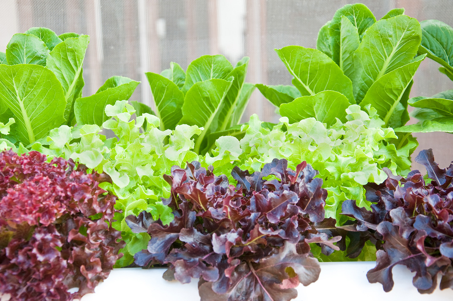 The image shows an assortment of fresh, leafy lettuce plants with varying shades of green and purple, likely grown in a home or urban garden.