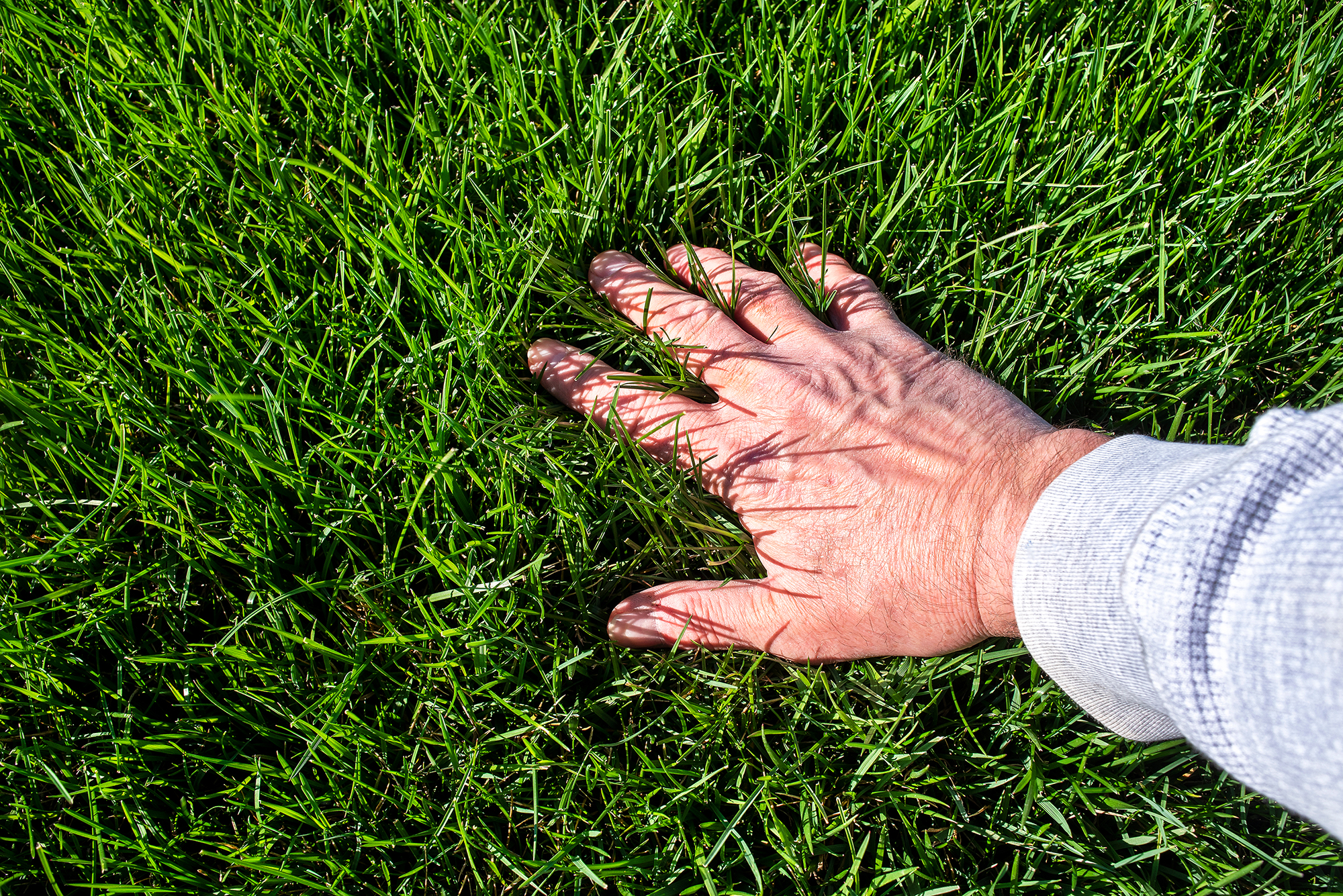 Man's hand touching lush green grass.